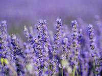 Campo de lavanda en Tiedra (Valladolid)