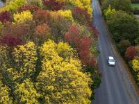 Carretera junto a un bosque en Inglaterra