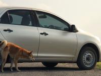 Un perro orinando en la rueda de un coche.