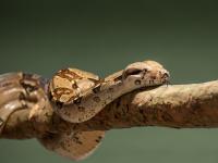 Una serpiente, en una imagen de archivo