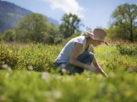Una mujer recogiendo hierbas silvestres en un verde campo
