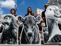 prohibir-crias-animales-jaulas