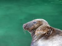 Imagen de una foca.
