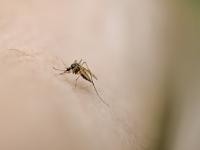 Un mosquito en una imagen de archivo