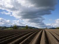 Hileras de tierras de cultivo en Herefordshire
Paisaje rural de tierras preparadas en hileras, listas para el cultivo de patatas, plantadas en un campo de tierras de cultivo.