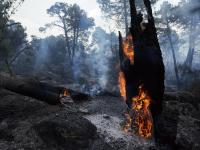 Zonas quemadas en los alrededores de el embalse de El Burguillo por el incendio que se originó en Burgohondo (Ávila)