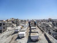 Colmenas en Ciudad de Gaza.
