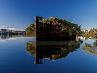 Los restos del SS Ayrfield, en la bahía de Homebush, ahora convertidos en un bosque de manglares flotante.