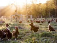 Una granja de gallinas orgánica en el Reino Unido.