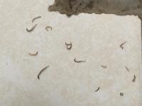 Larvas en un baño.