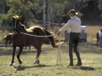 Un señor mayor entrenando a su caballo en una finca verde