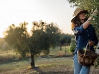 Una mujer recogiendo los frutos de un olivar