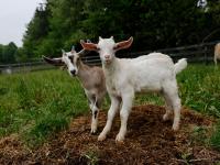Dos cabras muy fotogénicas ellas
June-05-2025        (Lance McMillan/Toronto Star via Getty Images)