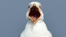 Una gaviota con la boca abierta en una imagen de archivo.