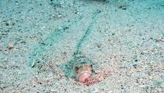 Un pez araña escondido en la arena