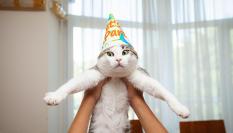 El Día Internacional del Gato se celebra el 8 de agosto.