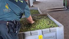 Aceitunas intervenidas por agentes de la Guardia Civil.
