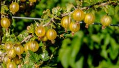 "Pumas" recuperadas por el ingeniero técnico agrícola Aurelio Robles, en su huerto
