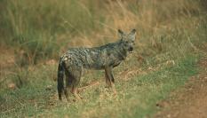 Imagen de archivo de un ejemplar de chacal dorado ('Canis aureus').