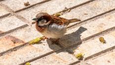 Un gorrión.