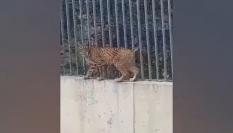 Un lince ibérico captado en Madrid