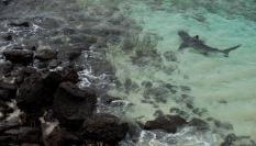 Un tiburón pasea por la costa en busca de alimentación.