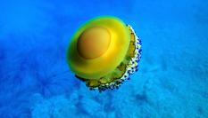 Medusa huevo frito en una imagen de archivo.