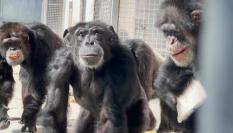 Chimpancés en la reserva de la organización Save The Chimps en Florida
