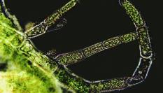 Alga bajo vista microscópica, en una imagen de archivo.