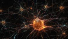 Imagen de una neurona.
