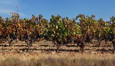 Imagen de viñedos de La Rioja