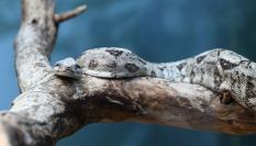 Ejemplar de serpiente venenosa