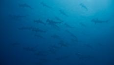 Ejemplares de tiburones martillo, en una imagen de archivo.