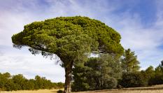 Imagen de archivo de un pino.