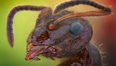 Una hormiga en una imagen de archivo.