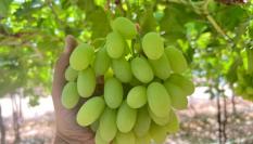 Un racimo de uvas de Grapa Varieties aún sin recolectar.