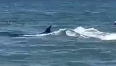 El 'desconocido' pez