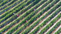 Imagen de archivo de un cultivo de arándanos en China.