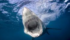 Un tiburón blanco.