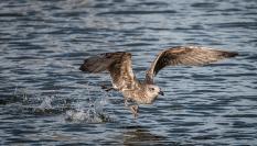 Una gaviota rozando la superficie del agua.