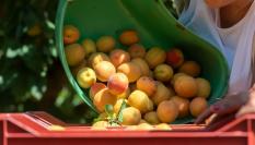 Recolección de albaricoque en la región de Ródano-Alpes, en el sur de Francia.