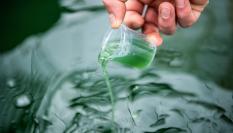 Cultivo de espirulina en un laboratorio de Alemania.