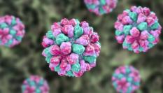 Ilustración de un norovirus.