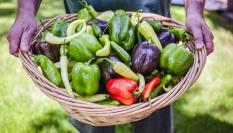 Un agricultor sostiene una cesta llena de pimientos de diferentes clases.