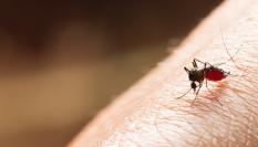 Ejemplar de mosquito 'Aedes aegypti', sobre un brazo humano.