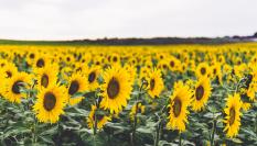 Imagen de archivo de un campo de girasoles en España.