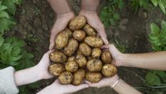 Imagen de archivo de tres personas sosteniendo patatas.