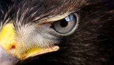 Imagen de archivo de un halcón.