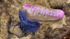 Ejemplar de carabela portuguesa ('Physalia physalis').