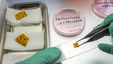 Imagen archivo de muestra en laboratorio de caso de mancha negra (Phyllosticta citricarpa) en naranjas.